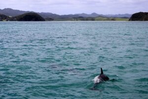 Naviguez vers l’horizon avec les dauphins pour compagnons de voyage